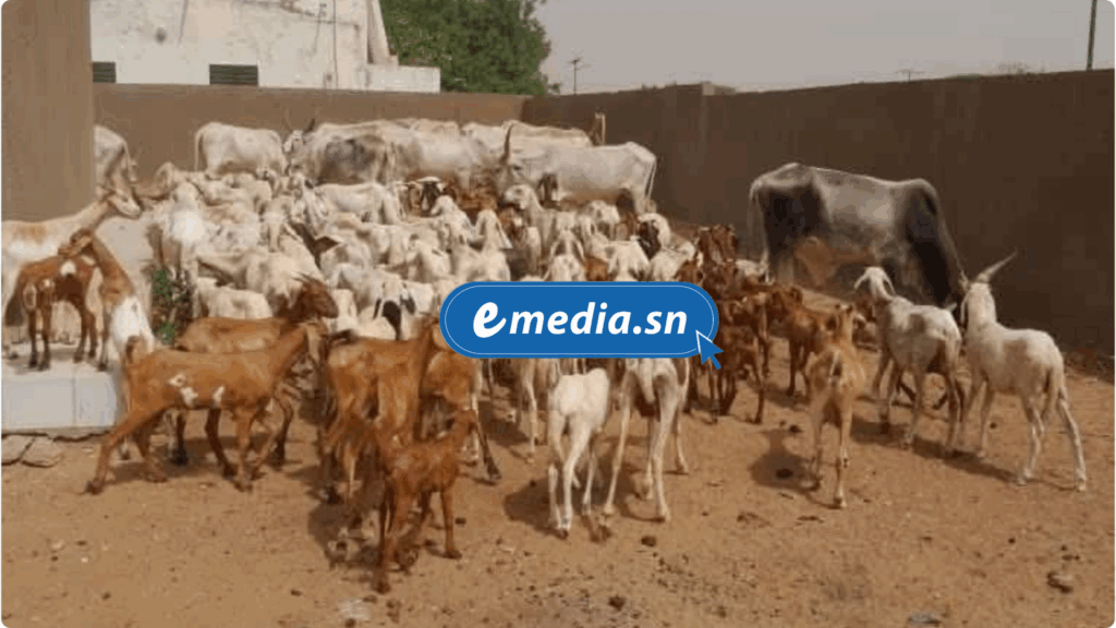 Une femme suspectée d’être le cerveau d’un vol de bétail déjoué