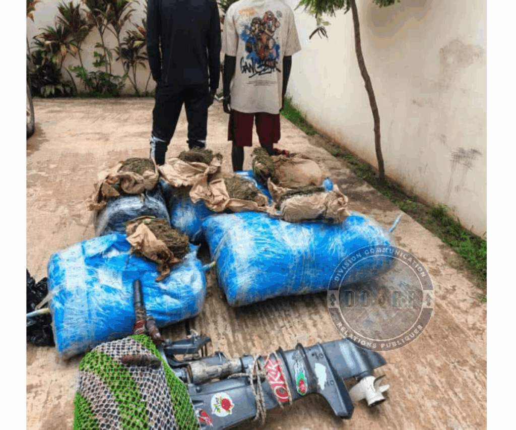 Saisie de 243 kg de chanvre indien et arrestation de deux individus