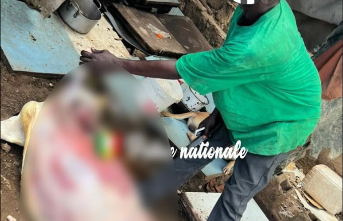 Arrestation d’un homme pour vente de viande avariée et maltraitance animale