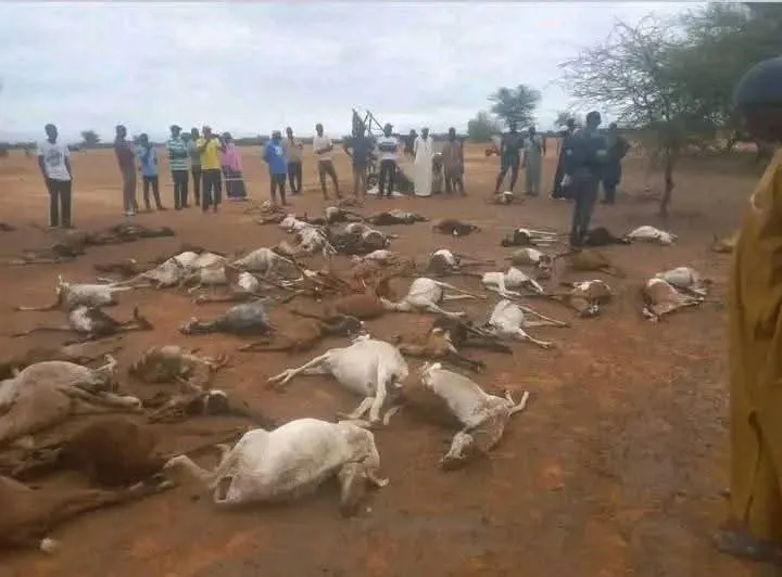 Fortes pluies, toitures arrachées et 90 têtes de bétail perdues …