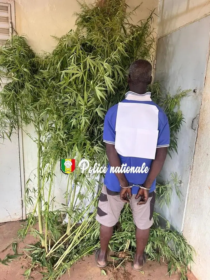 Interpellation d’un individu avec 30 pieds de chanvre indien