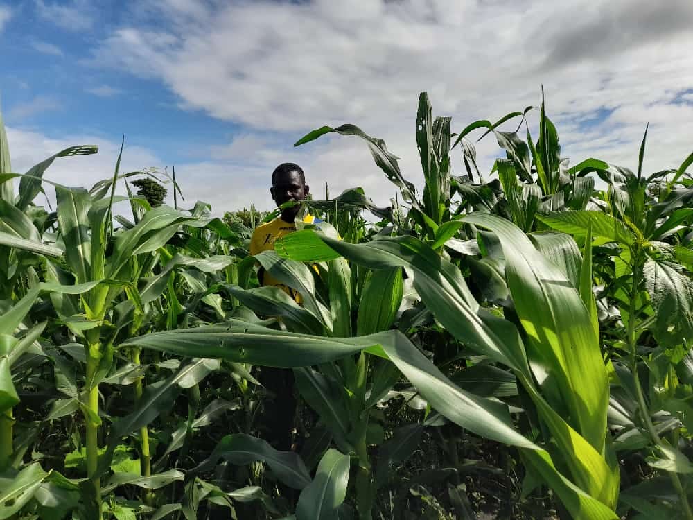 des rendements record grâce au maïs hybride Mastrop-143