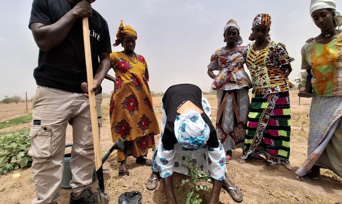des plantes fertilitaires pour enrichir les sols et réduire les pesticides