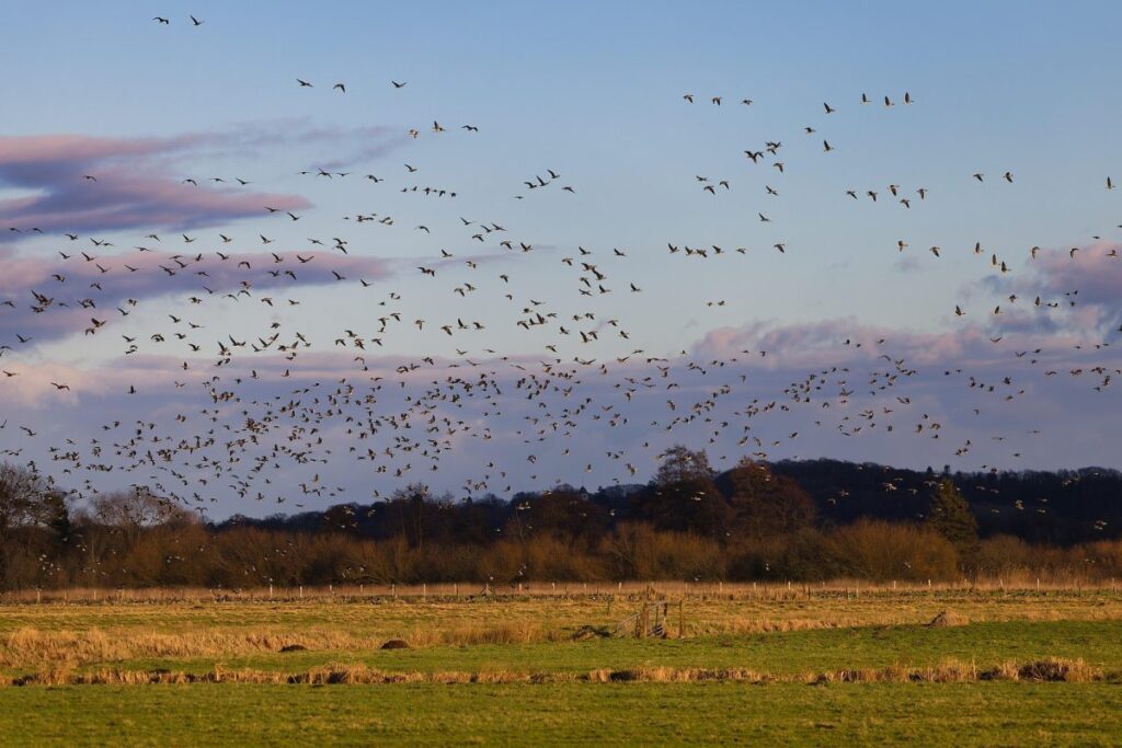 « La lutte est très pénible », le désarroi des paysans face aux oiseaux dévastateurs