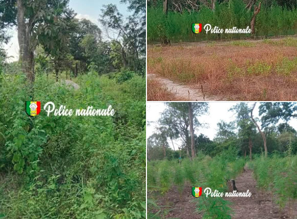 la police frappe dans des plantations de Djibidione