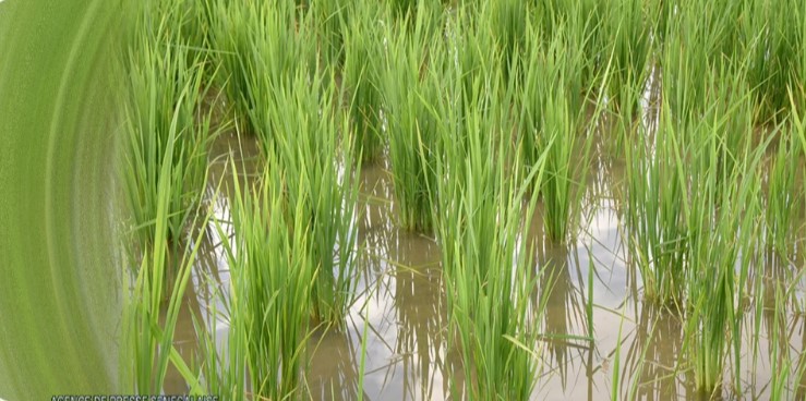 Plus de 1 200 hectares submergés, la SAED alerte sur une campagne rizicole fortement menacée