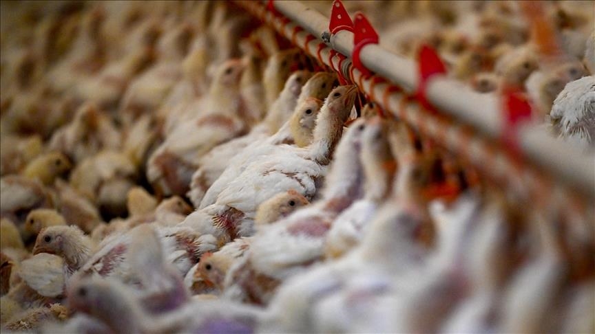 Le gouvernement ordonne le confinement des volailles après l’abattage de 2,5 millions de poules