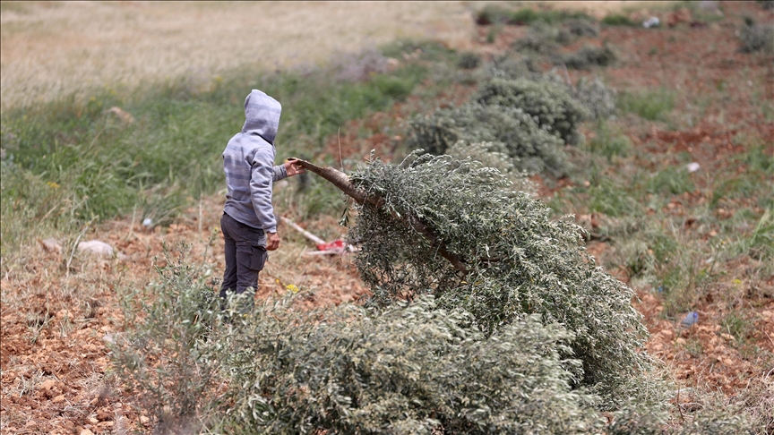 L’armée israélienne déracine 135 oliviers en Cisjordanie, les autorités locales dénoncent des « violations continues »