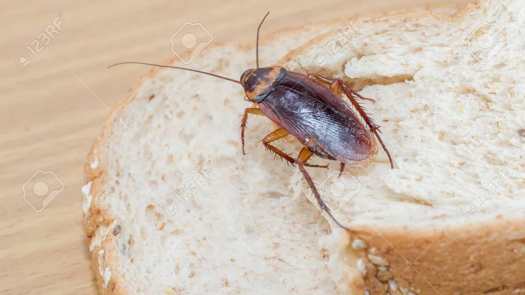 Démantèlement d’une boulangerie de l’horreur à Grand-Yoff, des cafards et des vers découverts sur le pain