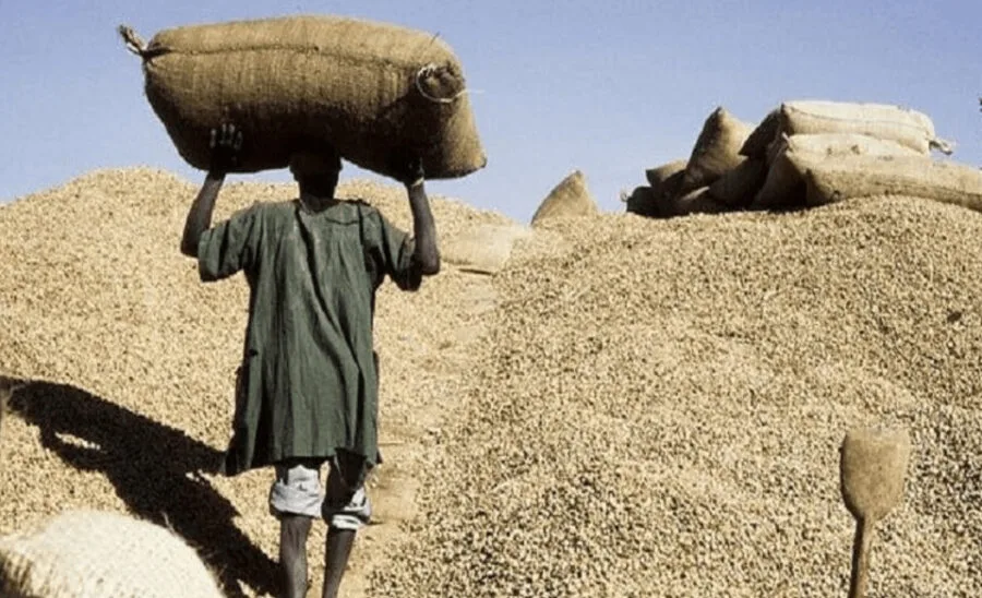 Lancement avant fin novembre de la campagne de commercialisation de l’arachide