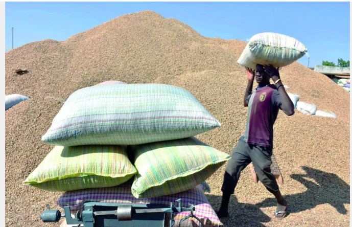 les germes d’une bonne moisson
