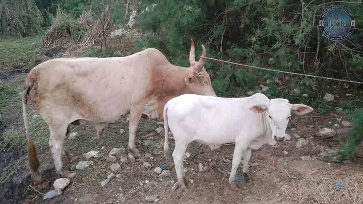 un individu arrêté avec huit vaches volées à Ndiakhirate