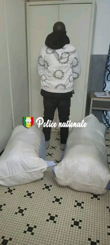 50 kg de chanvre indien saisis par la Brigade régionale des stupéfiants