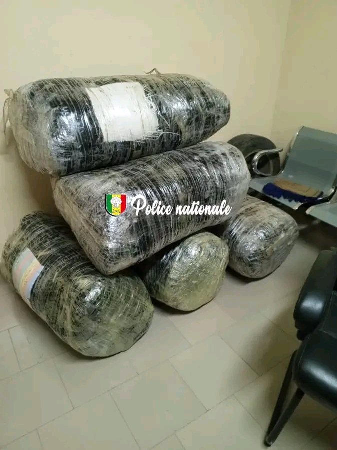 La Brigade Régionale des Stupéfiants frappe fort avec une saisie de 196 kg de chanvre indien
