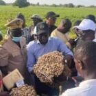 L’État et la COPEGA s’accordent sur l’exportation de 450 000 tonnes d’arachide