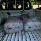 Trois individus arrêtés avec 53 kg de chanvre indien