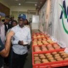 Pour acter la fin des importations en 2026, le volume de production précis que le Sénégal doit impérativement atteindre