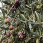 Face à l’Italie, le nouveau positionnement mondial de la Türkiye sur le marché de l’huile d’olive