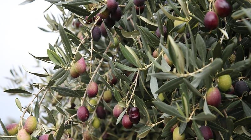 Face à l’Italie, le nouveau positionnement mondial de la Türkiye sur le marché de l’huile d’olive