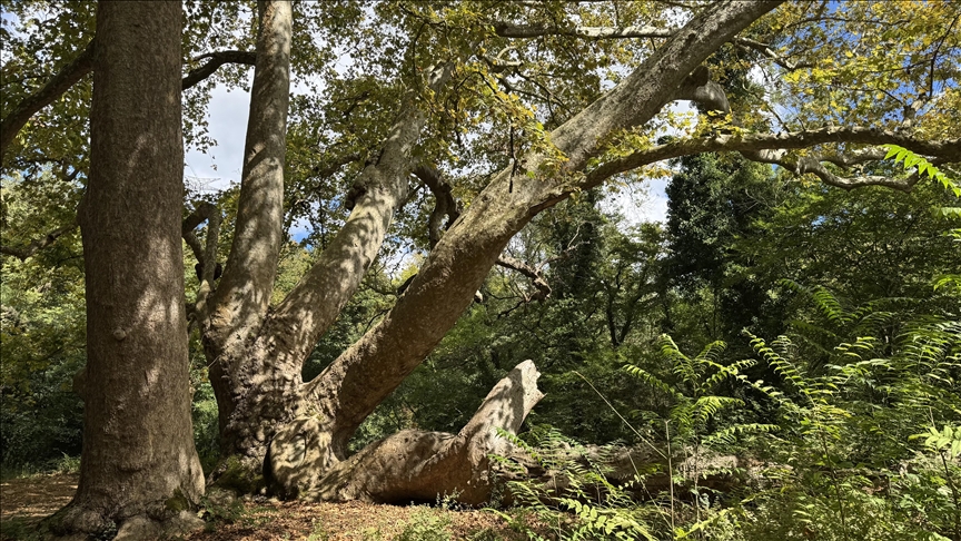 Enlacée à un arbre sans interruption, le nouveau seuil temporel franchi par Truphena Muthoni pour l’histoire