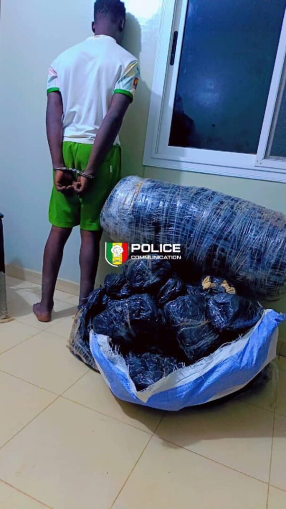 la police saisit 62 kg de chanvre indien