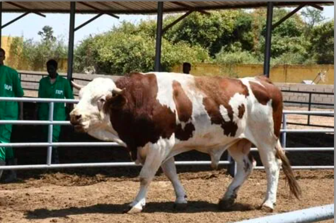 les éleveurs réceptionnent 1 050 bovins exotiques à haut potentiel génétique