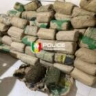 Saisie record de 120 kg de chanvre indien à Mbour