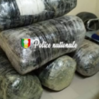 saisie importante de de 196 kg de chanvre indien à Mbodiène