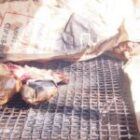 À Linguère, la toxicité avérée de l’emballage privilégié par les grilladeries ne suffit pas à arrêter son usage sans une intervention extérieure réclamée par la profession