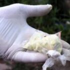 Le volume colossal de psychotropes intercepté en 24 heures par la Gendarmerie nationale