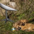 Sur le front ukrainien, la perte de capacité subite des troupes russes après la désactivation ciblée de Starlink