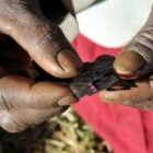 Dans le Fouladou, les arguments sanitaires qui ont conduit un fervent défenseur de la tradition à un aveu public