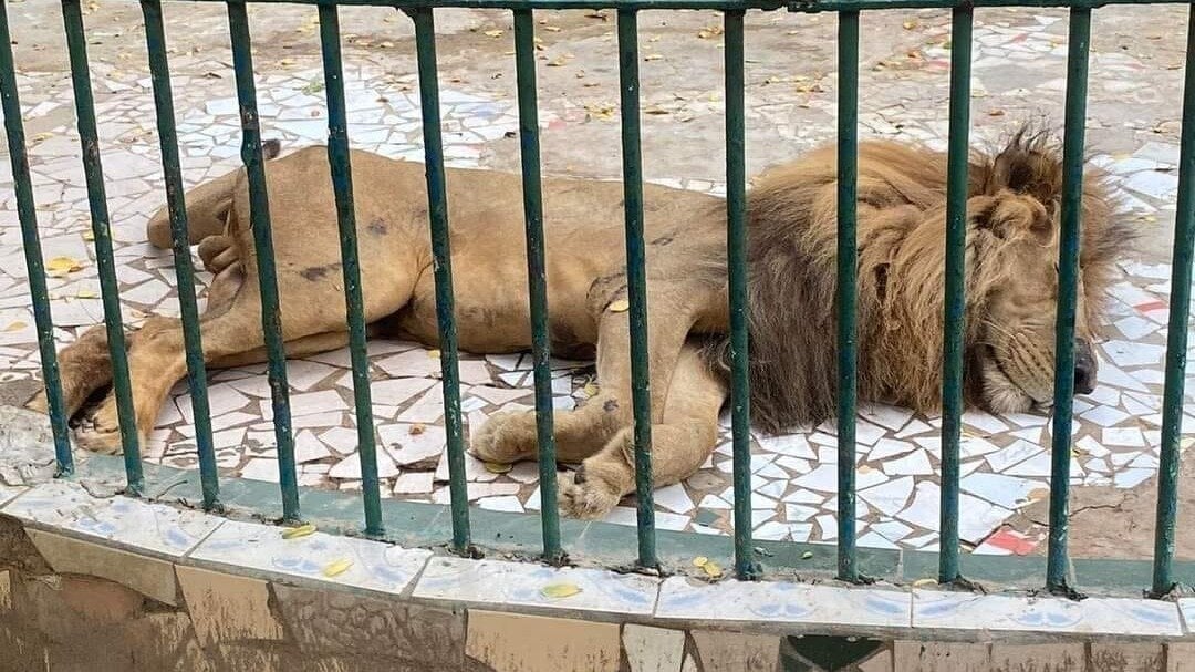 « Je lance pour la fermeture temporaire du parc zoologique de Hann »