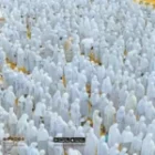 le code vestimentaire des fidèles pour perpétuer l’héritage de Limamou Laye