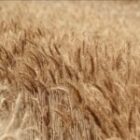 La surexposition à ce métal cancérigène pousse l’agence sanitaire en France à exiger des mesures immédiates