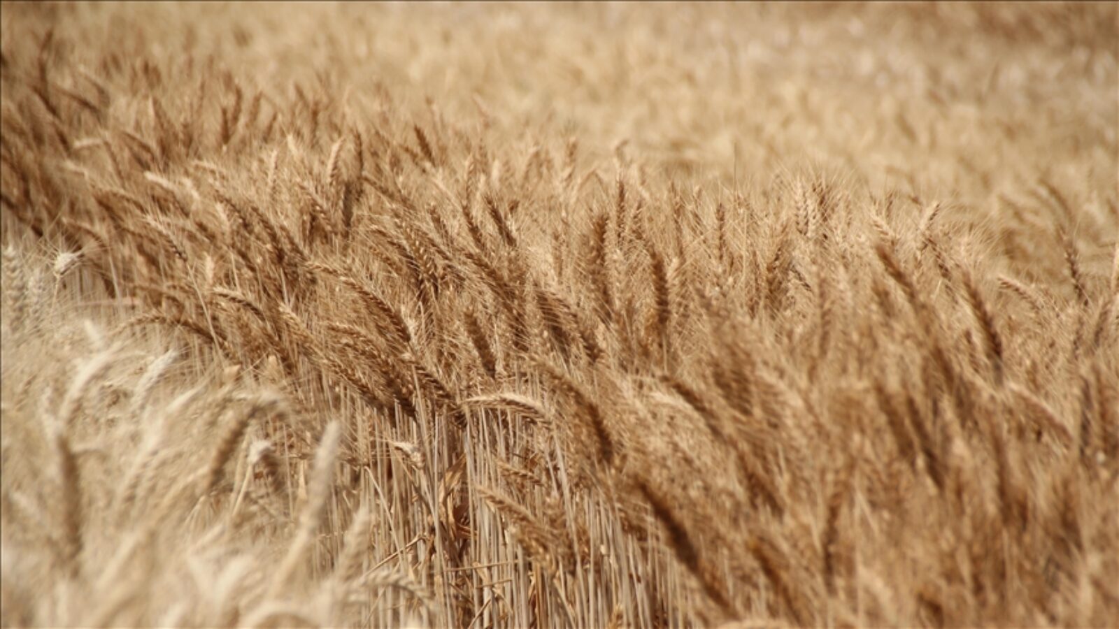 La surexposition à ce métal cancérigène pousse l’agence sanitaire en France à exiger des mesures immédiates