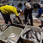 l’ICCAT lève l’identification du Sénégal après des réformes dans le secteur