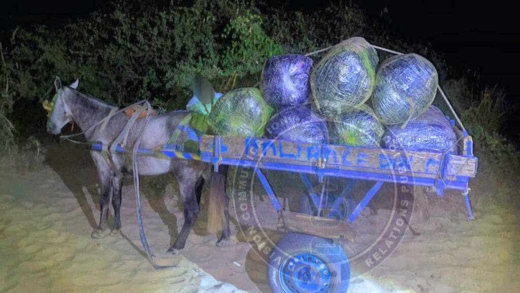 les gendarmes interceptent une cargaison de plus d’une demi-tonne de chanvre indien