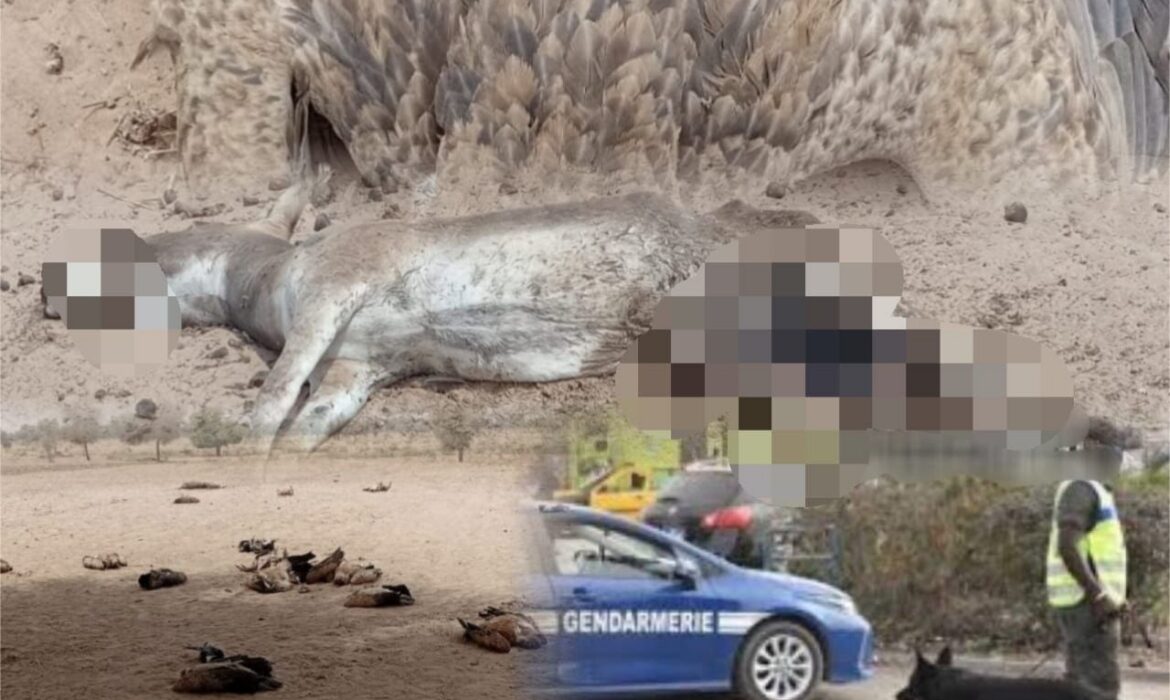 Mystère autour de la mort d’un âne et de 25 oiseaux, soupçons de pratiques mystiques