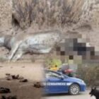 Mystère autour de la mort d’un âne et de 25 oiseaux, soupçons de pratiques mystiques