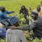 le Sénégal lance le recrutement d’ouvriers agricoles pour 2026