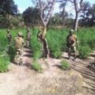 trois soldats tués dans une explosion en pleine opération antidrogue au nord Sindian