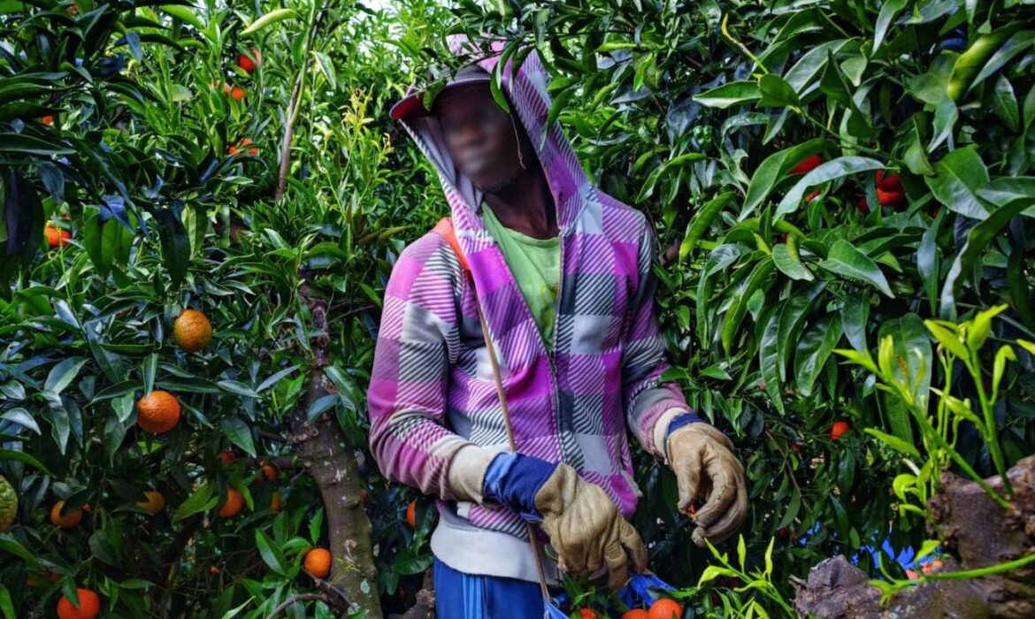 La campagne 2026 est ouverte, le Sénégal recrute des ouvriers pour l&rsquo;Espagne