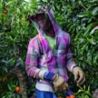 La campagne 2026 est ouverte, le Sénégal recrute des ouvriers pour l&rsquo;Espagne