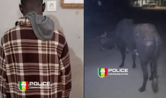 un individu arrêté pour vol de bétail et abattage clandestin