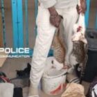 L’étranger vendeur de viande de chat reconnait s’adonner à des pratiques illégales : « Je la braise plutôt… »