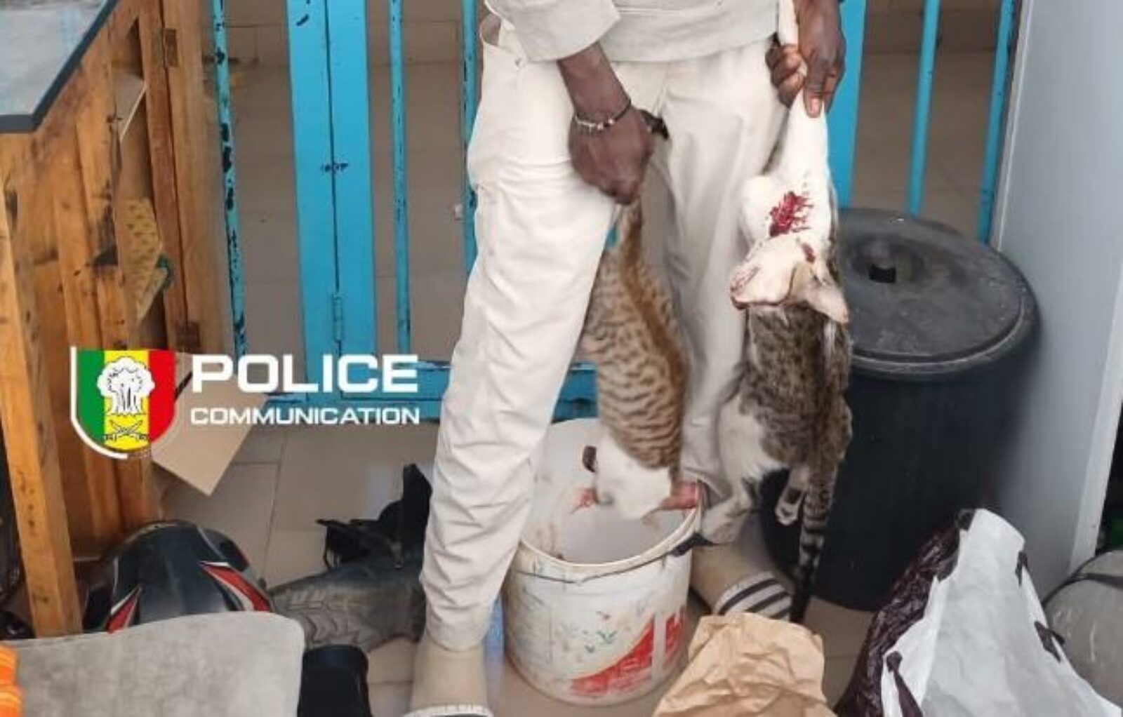 L’étranger vendeur de viande de chat reconnait s’adonner à des pratiques illégales : « Je la braise plutôt… »