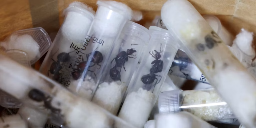 deux personnes inculpées à Nairobi pour trafic présumé de fourmis