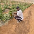 Sonko aux champs, Me Moussa Diop recadre, Thierno Alassane Sall attaque