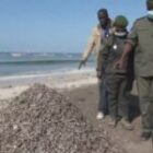 Plus de 2 500 sacs de poissons juvéniles saisis lors d’une vaste opération (Vidéo)